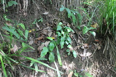 Loxogramme biformis