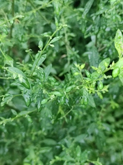 Artemisia argyi
