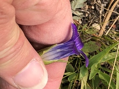 Gentianopsis holopetala