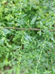Artemisia argyi