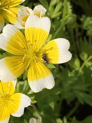 Salticus scenicus