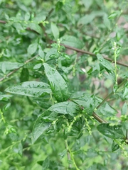 Artemisia argyi