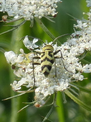 Chlorophorus varius