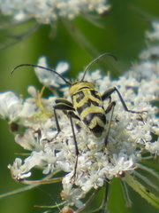 Chlorophorus varius
