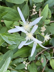 Clematis pubescens