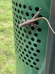 Anolis carolinensis