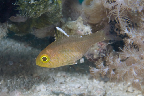Flagfin cardinalfish (Ostorhinchus hoevenii) — Apogonidae — 3
