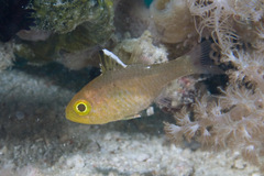 Flag-Fin Cardinalfish photo 3