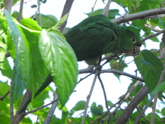 Psittacara leucophthalmus