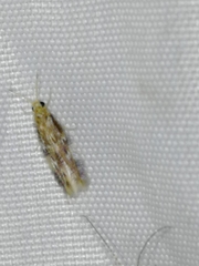 Hydroptilidae