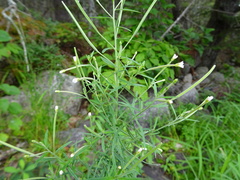 Media resource of Epilobium leptophyllum
