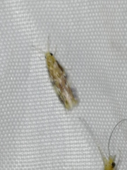 Hydroptilidae