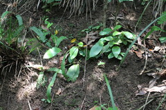 Loxogramme biformis