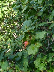 Ribes pinetorum