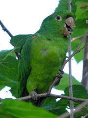 Psittacara leucophthalmus