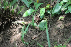 Loxogramme biformis