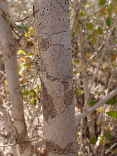 Hugonia longipes image