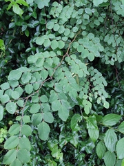 Indigofera kirilowii