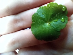 Hydrocotyle nepalensis