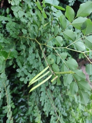 Indigofera kirilowii