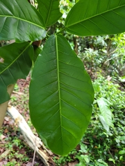 Ficus trigonata