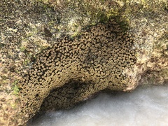 Palythoa grandiflora