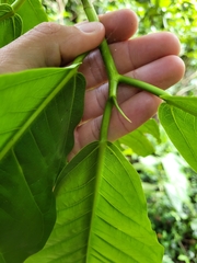 Ficus trigonata