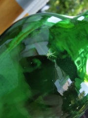 Misumena vatia