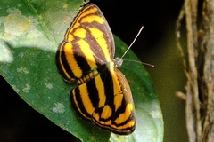 Lasippa tiga siaka