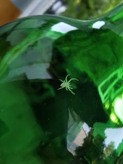 Misumena vatia