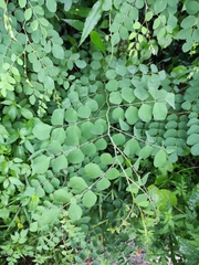Indigofera kirilowii