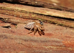 Plexippoides doenitzi