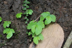 Elatostema cuneatum