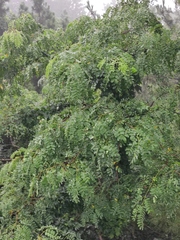 Albizia kalkora