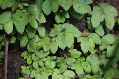 Elatostema cuneatum