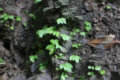 Elatostema cuneatum
