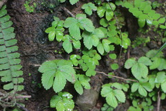 Elatostema cuneatum