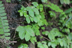 Elatostema cuneatum