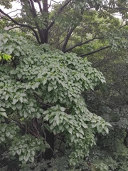 Catalpa bungei