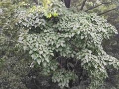 Catalpa bungei