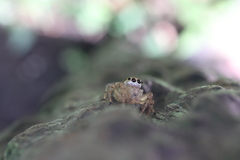 Plexippoides doenitzi