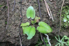 Mickelopteris cordata