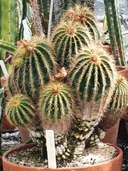 Parodia magnifica