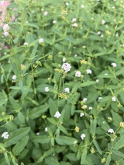 Boerhavia triquetra intermedia