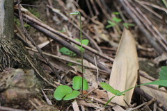 Mickelopteris cordata