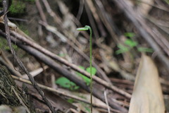 Mickelopteris cordata