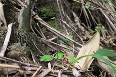 Mickelopteris cordata