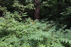 Sorbaria sorbifolia