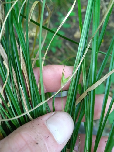 Image of Carex basiantha by (c) Scott Ward, some rights reserved (CC BY)
