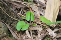 Mickelopteris cordata